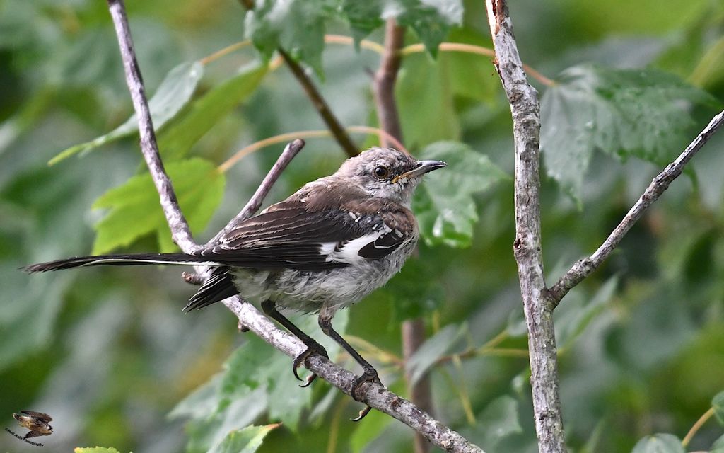 Northern Mockingbird