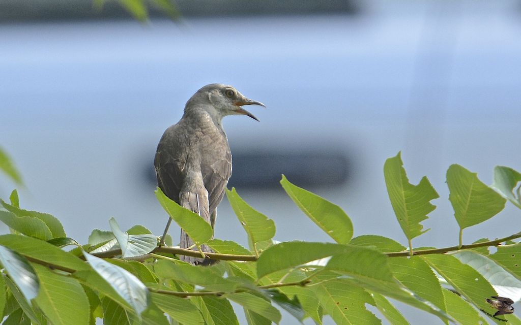 Northern Mockingbird