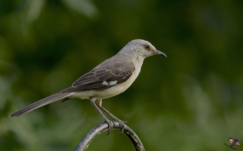 Northern Mockingbird