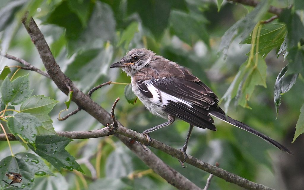 Northern Mockingbird