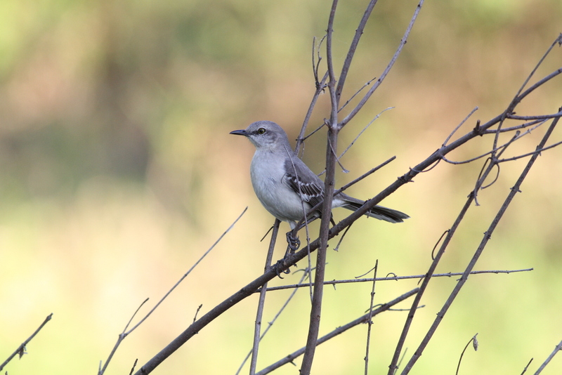 Northern Mockingbird