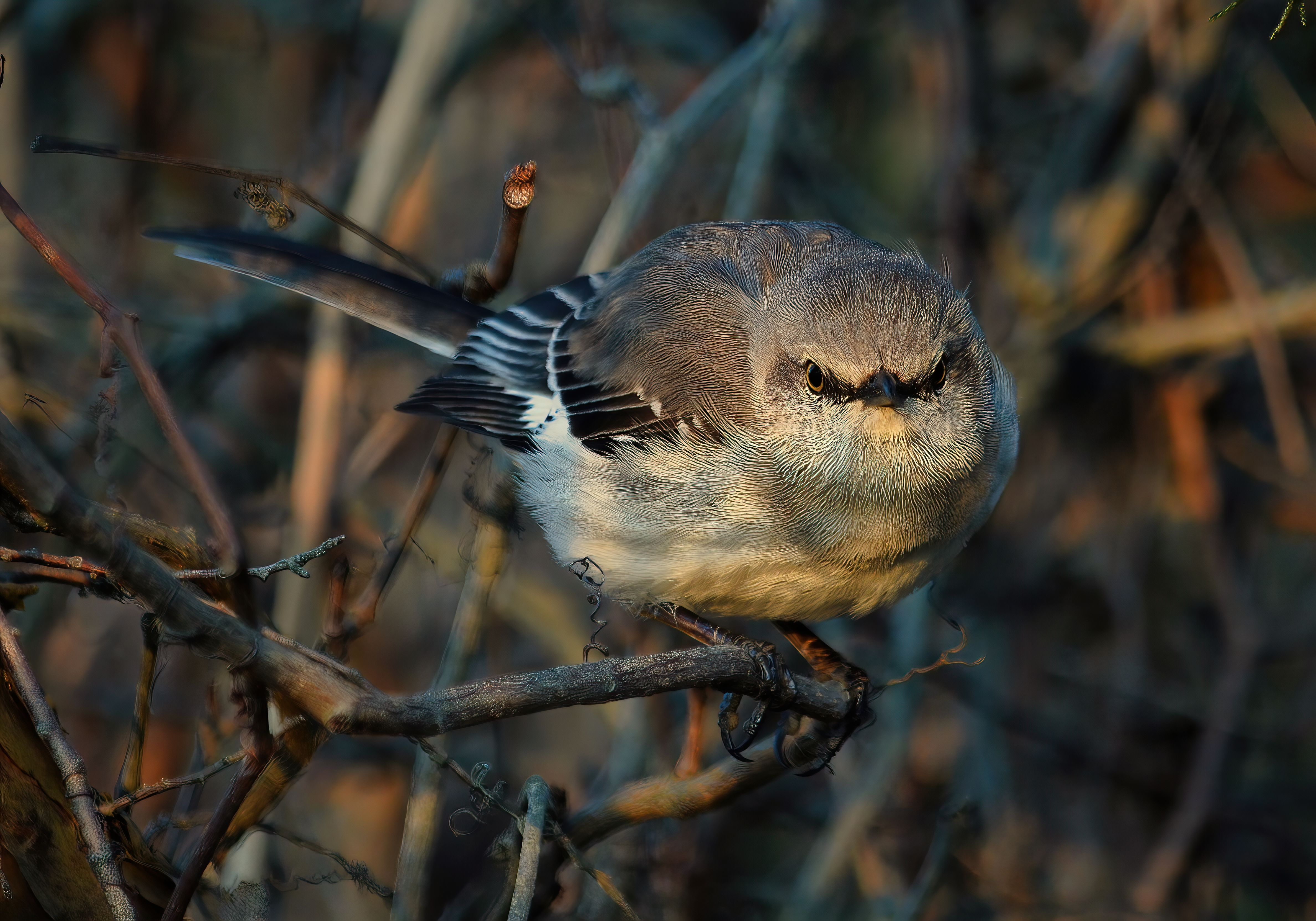 Northern mockingbird