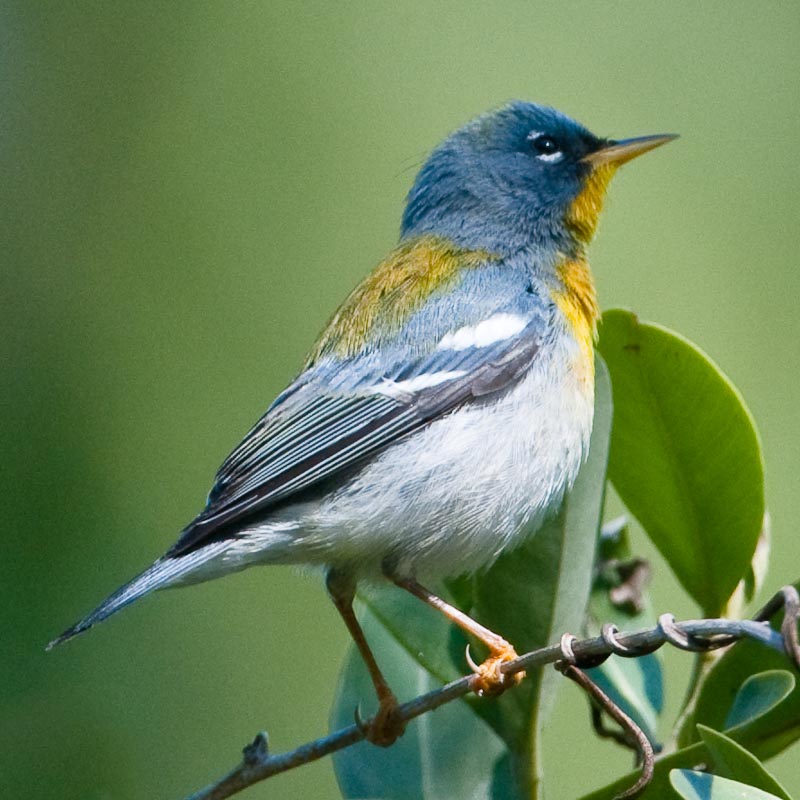 Northern Parula