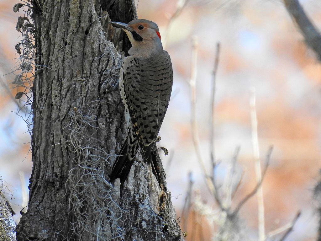 Northern &quot;Yellow-shafted&quot; Flicker