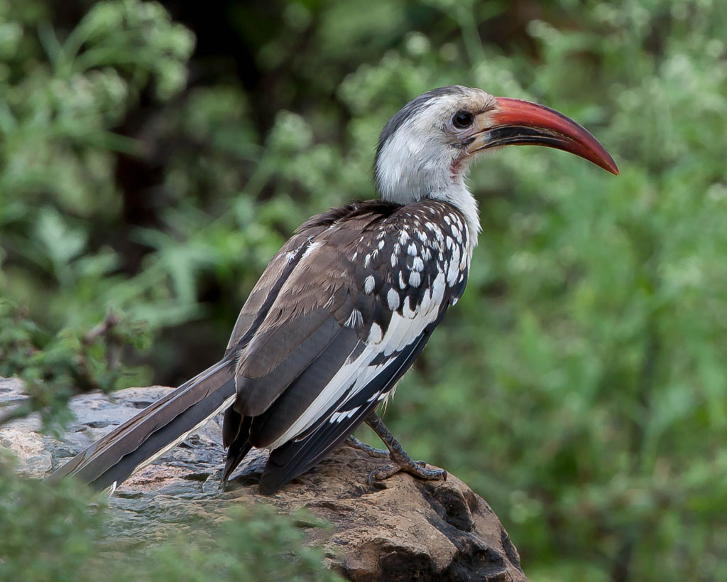 Northern Red-billed Hornbill