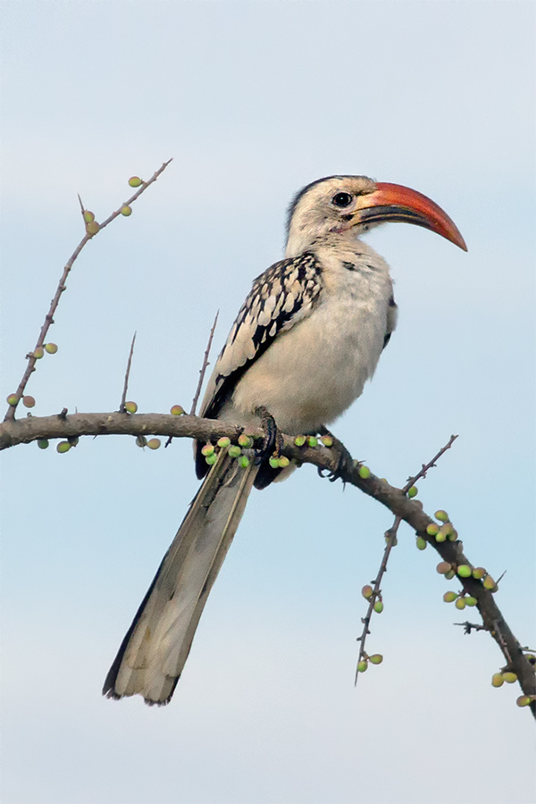 Northern red-billed hornbill