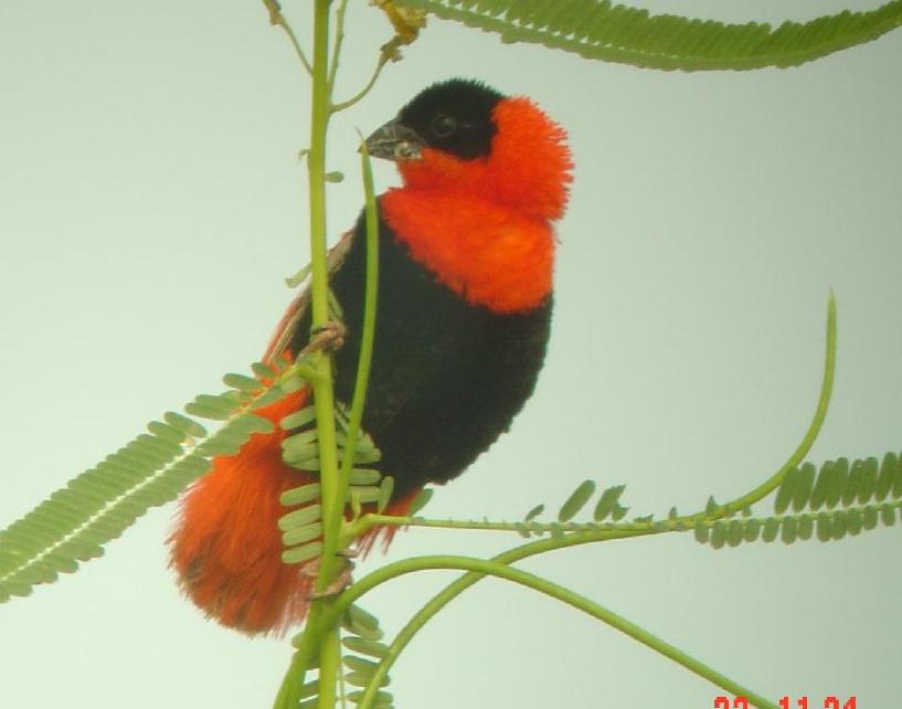 Northern Red Bishop