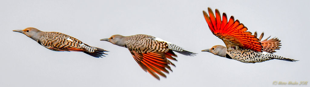 Northern Red Flicker in Flight