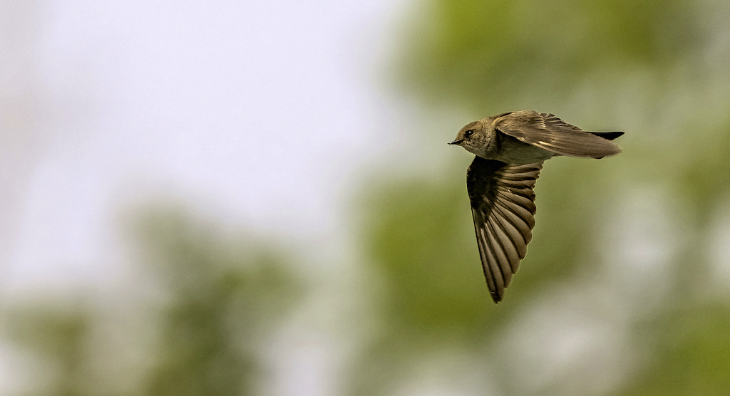 Northern Rough-winged Swallow.jpg