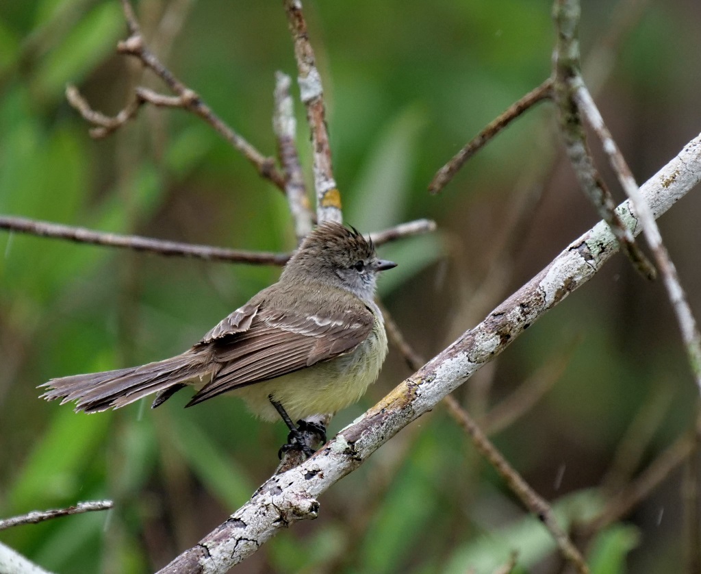 Northern Scrub Flycatcher