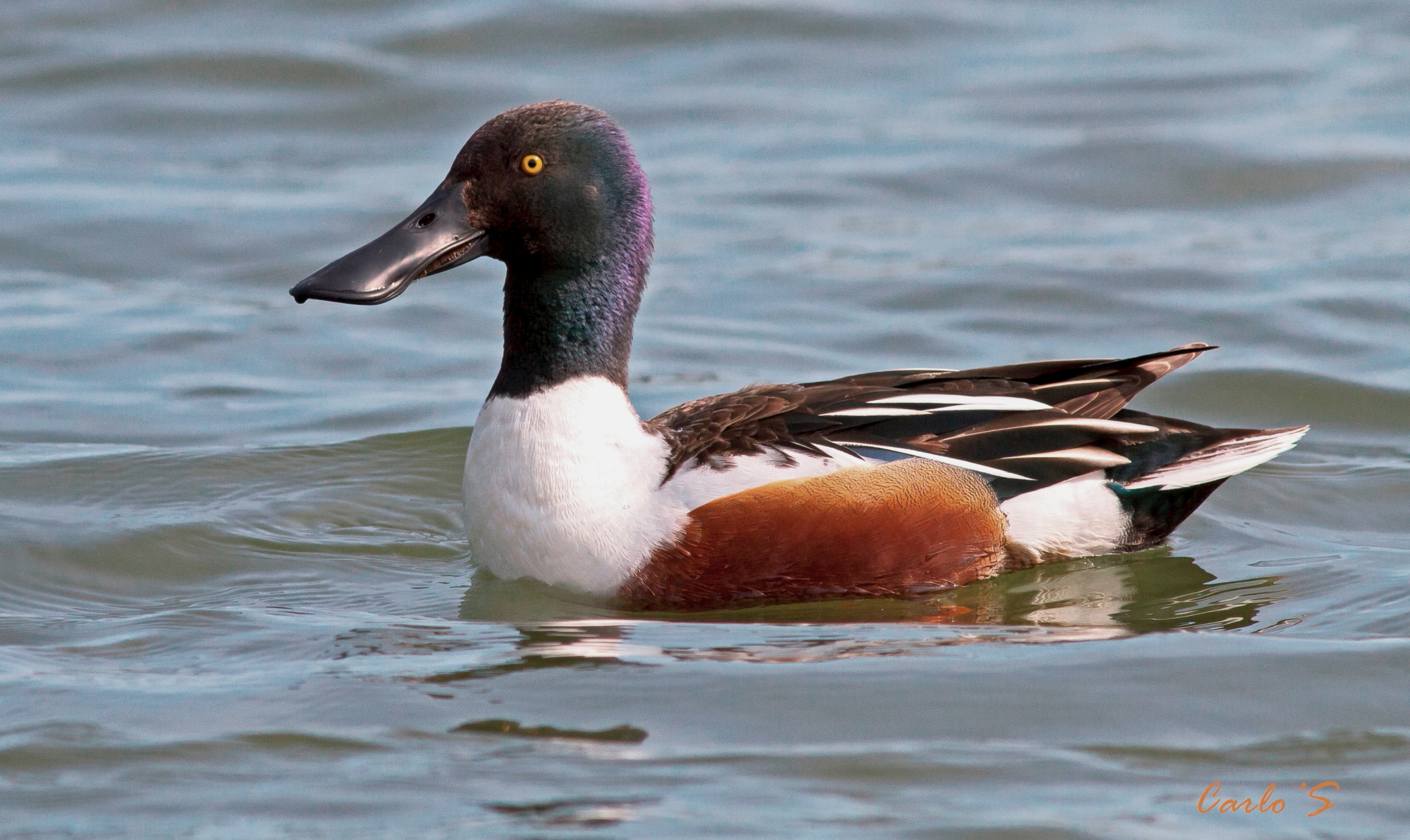 northern shoveler