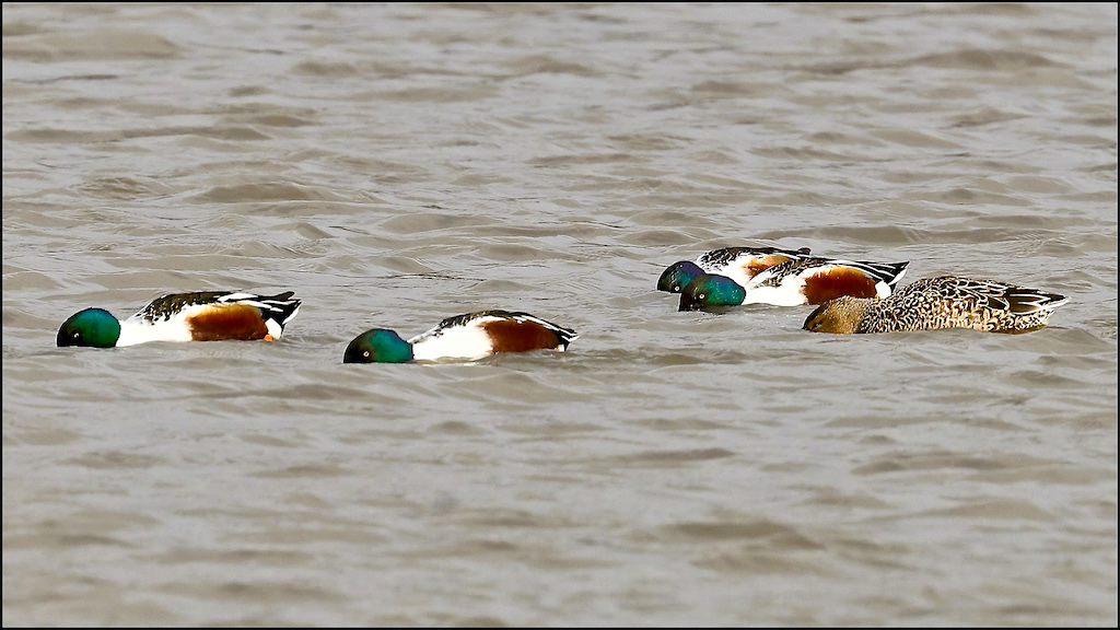 Northern Shovelers