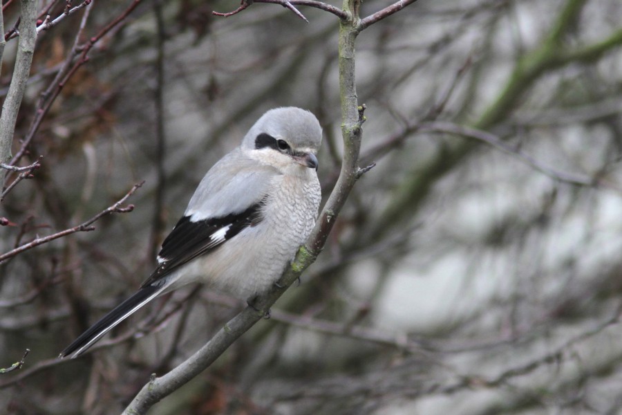 Northern Shrike