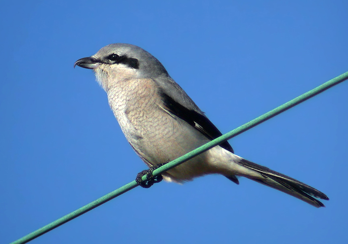 Northern Shrike