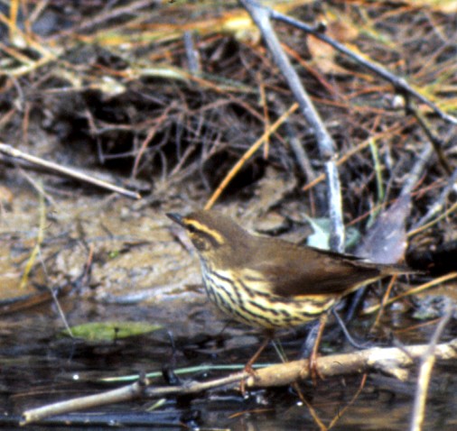 Northern Waterthrush