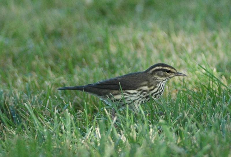 Northern Waterthrush