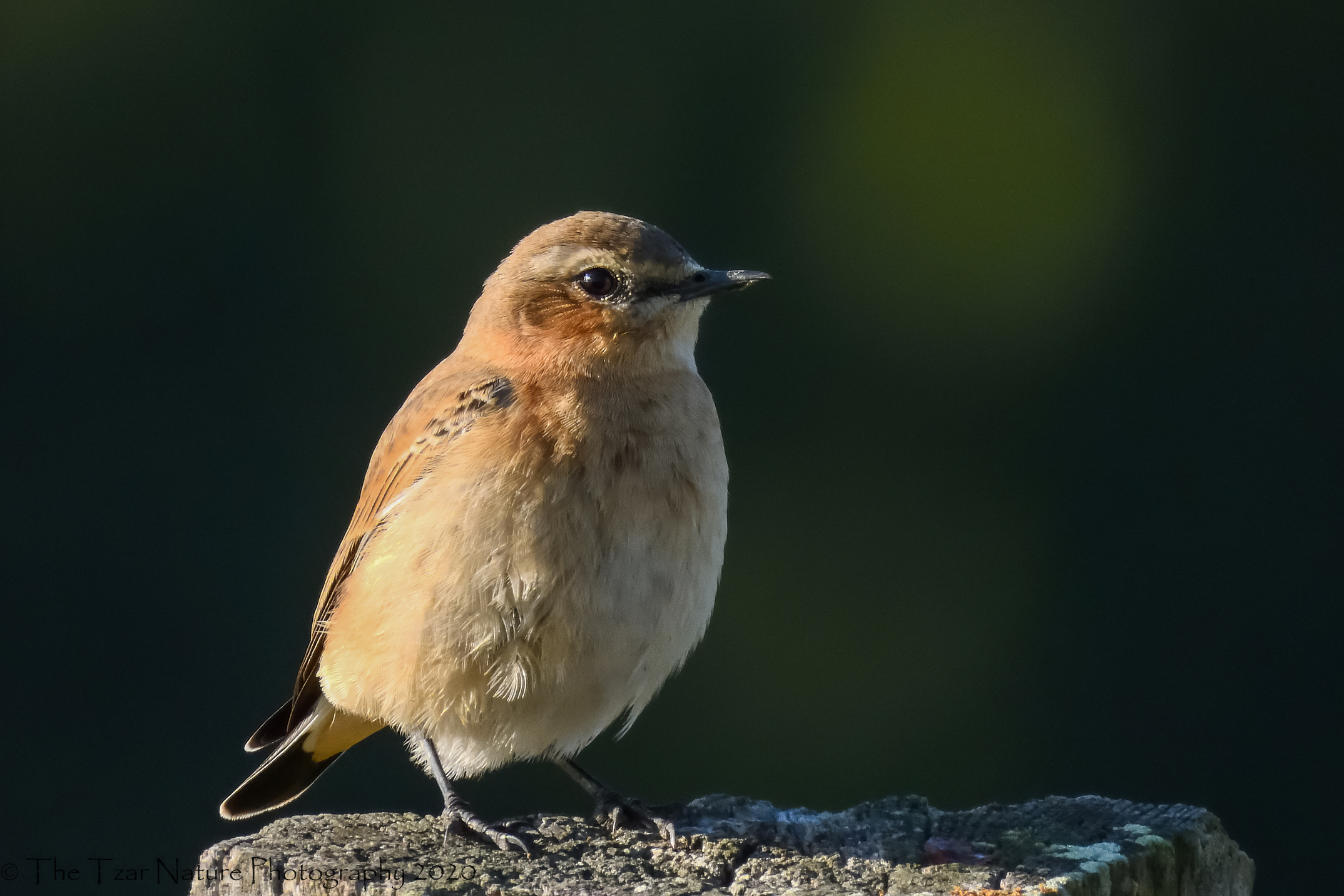 Northern Wheatear Female.jpg