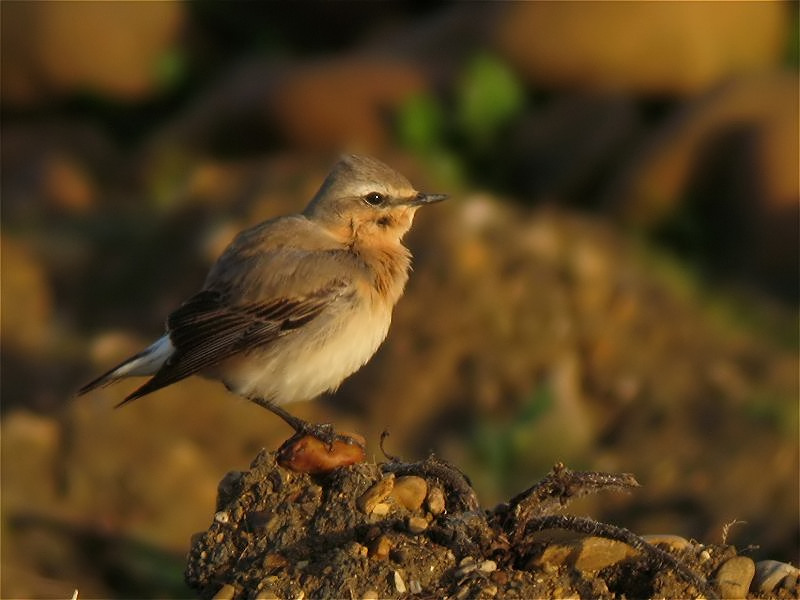 Northern Wheatear