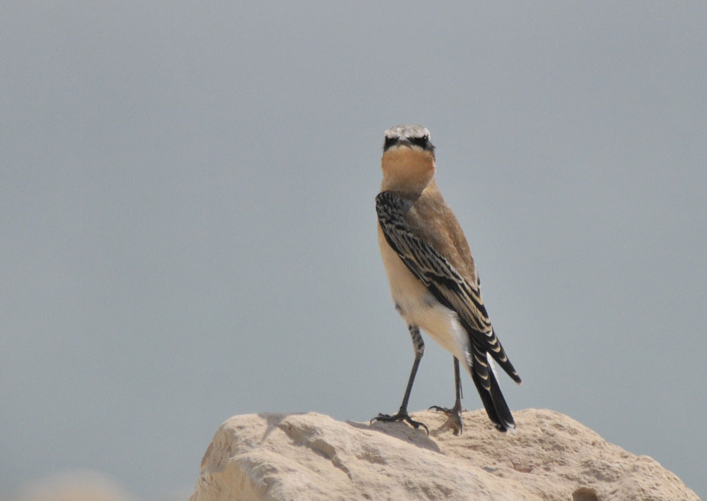 Northern Wheatear