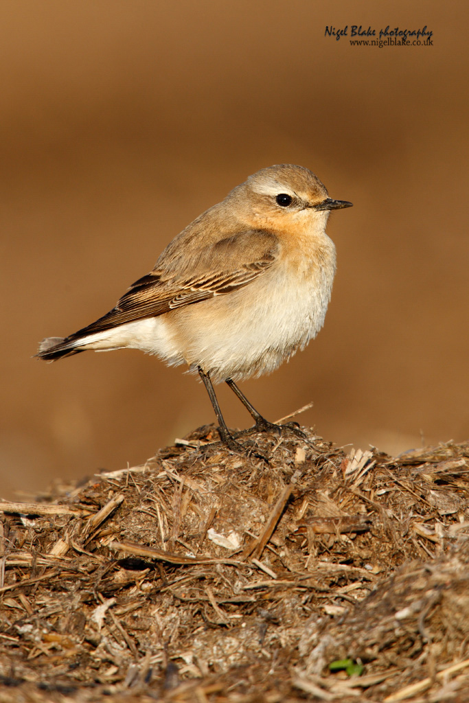 Northern Wheatear