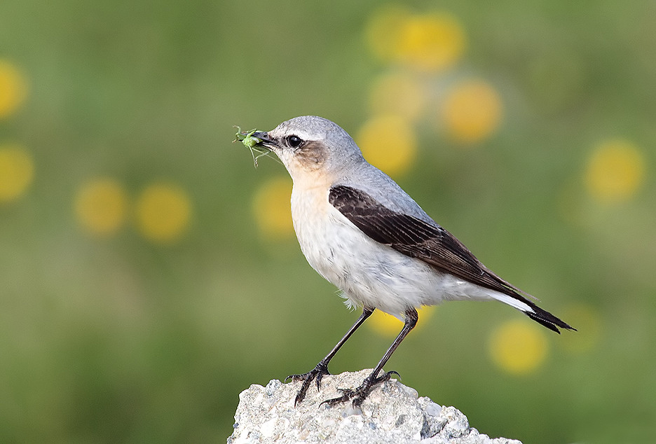 Northern Wheatear