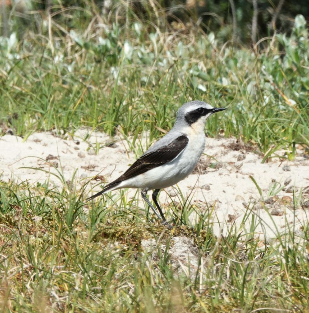 Northern Wheatear