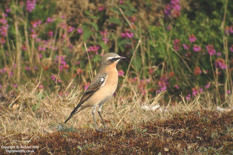 Northern Wheatear