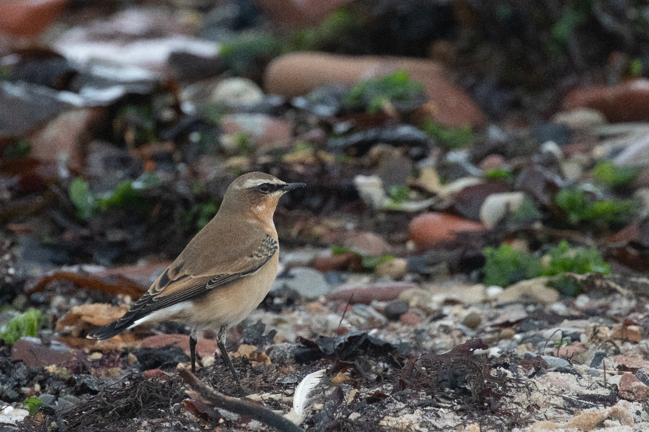 Northern Wheatear