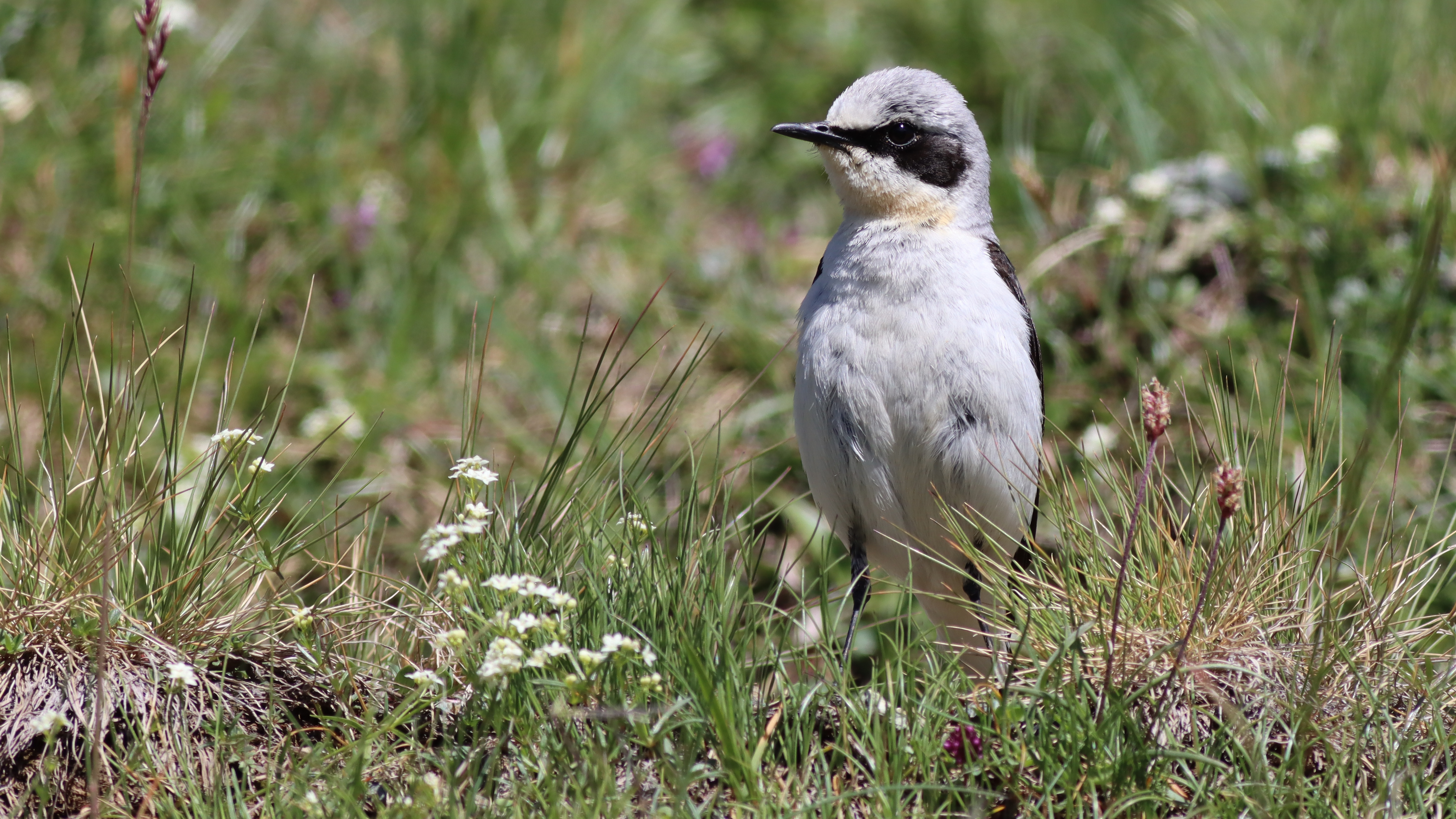 northern wheatear