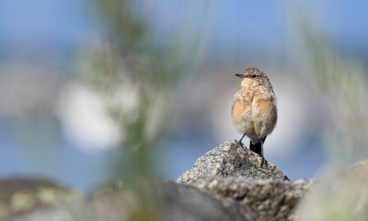 Northern wheatear