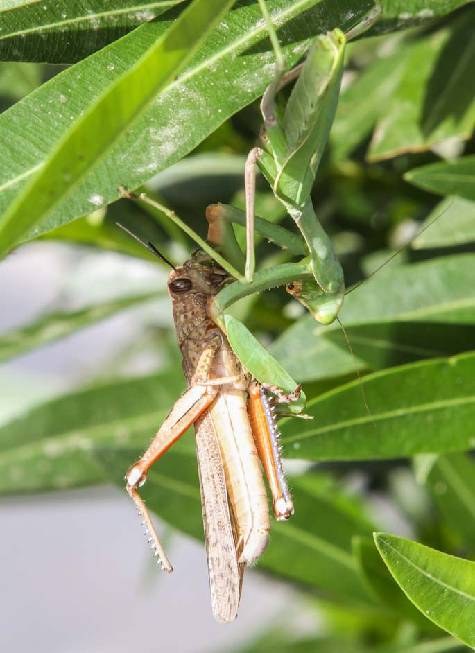 Not A Good Day To Be A Grasshopper!