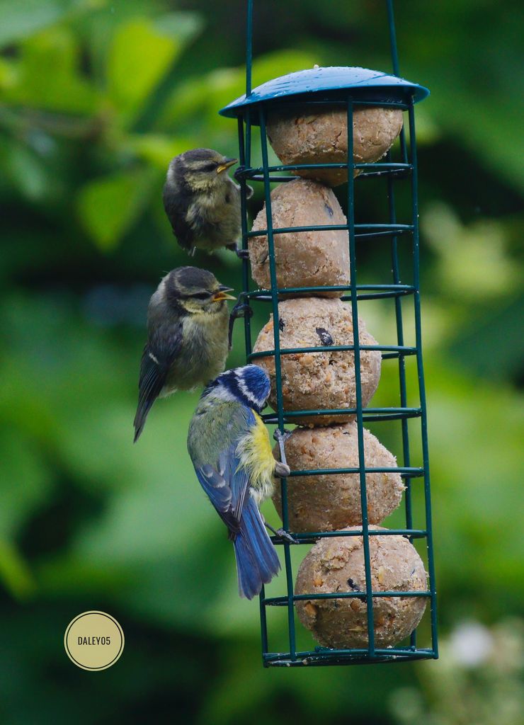 Not one not two but three tits