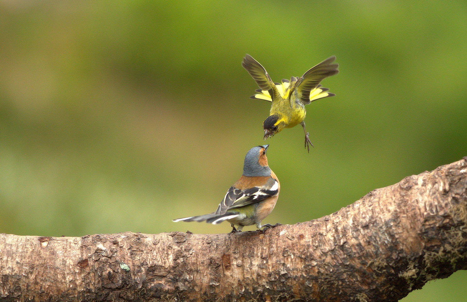 Not seeing beak to beak