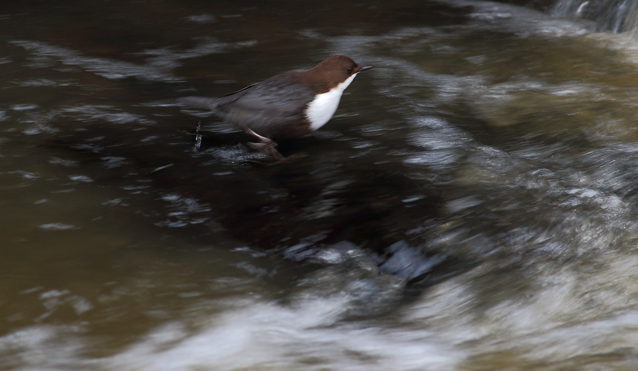 Not sharp!!.....Dipper