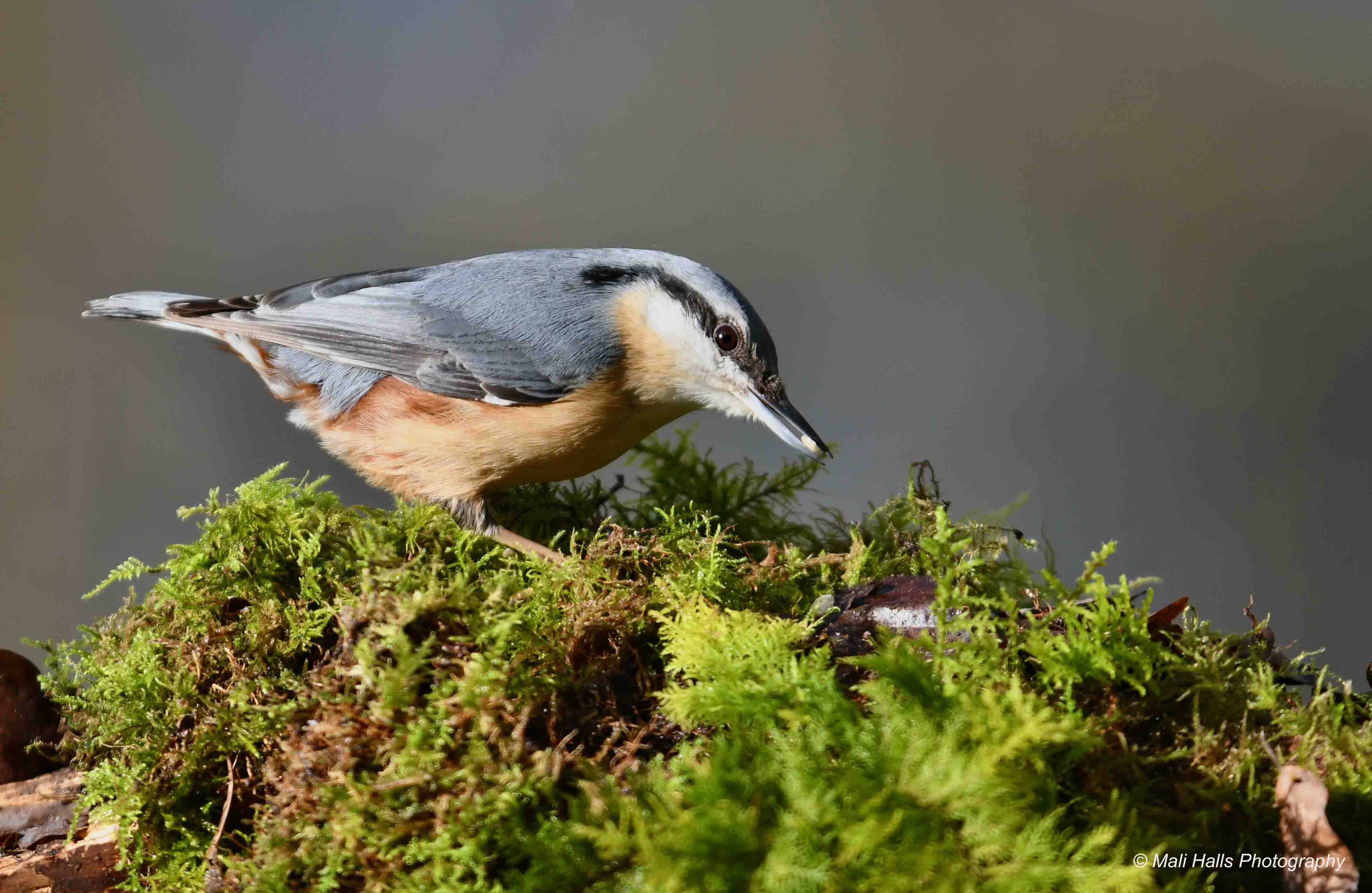 Nuthatch 1806.jpg