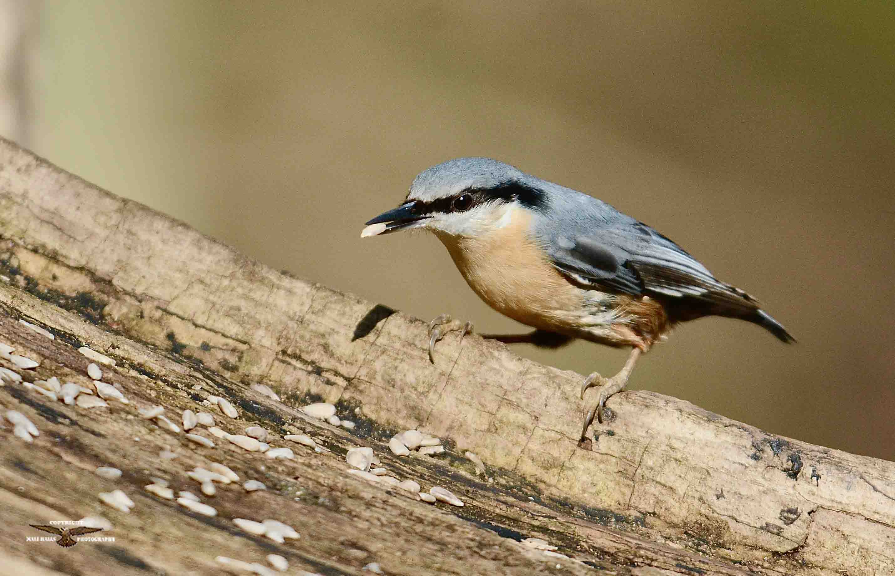 Nuthatch 3205.jpg