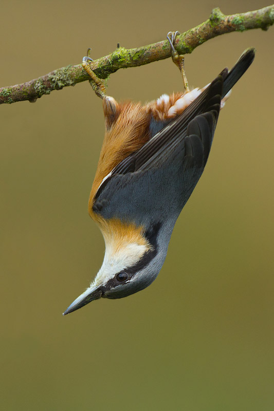 Nuthatch - a stunning little bird from any angle