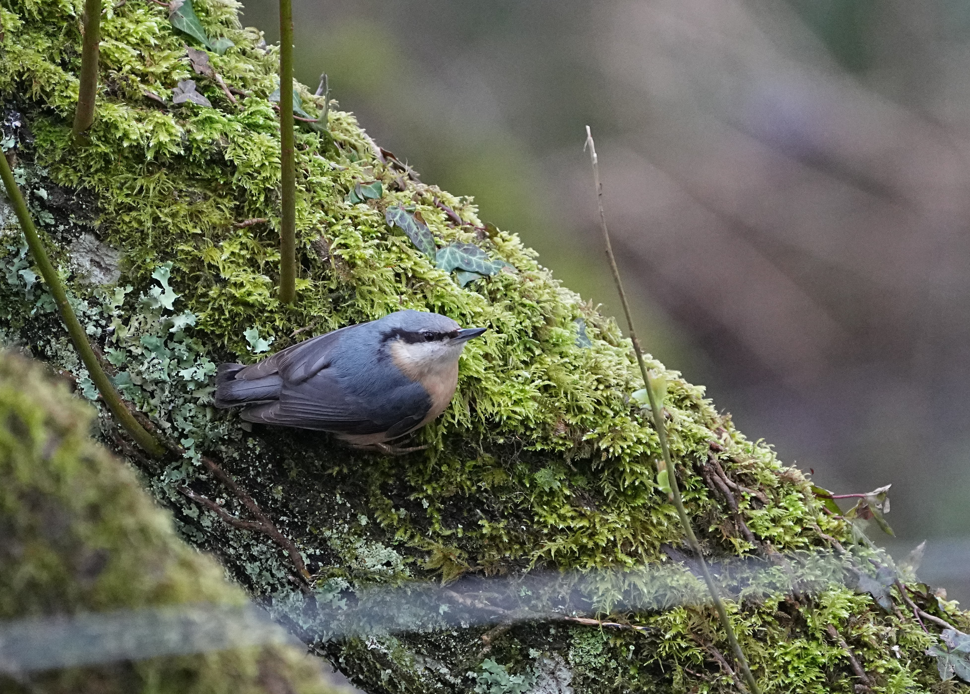 Nuthatch(another)