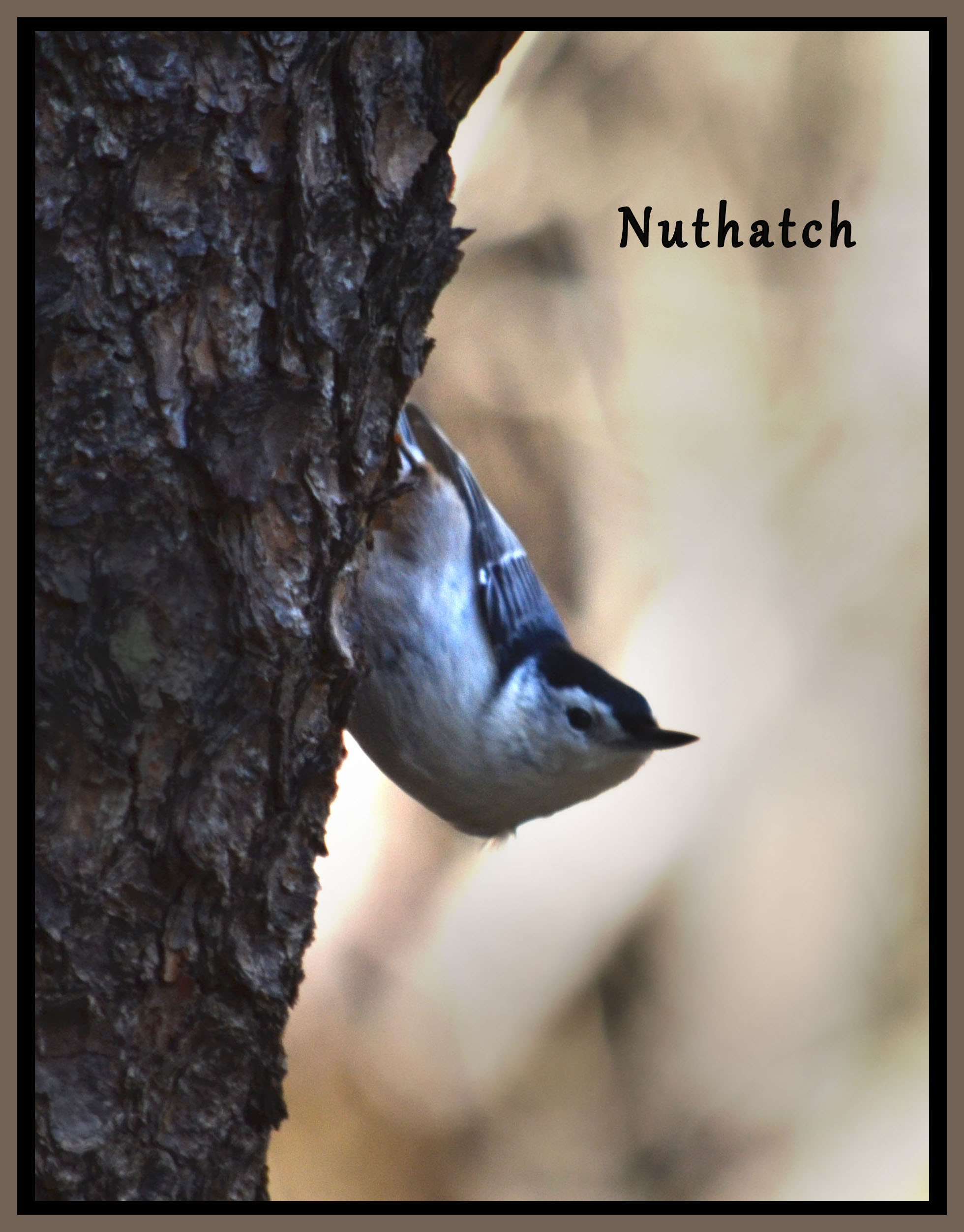 nuthatch.jpg