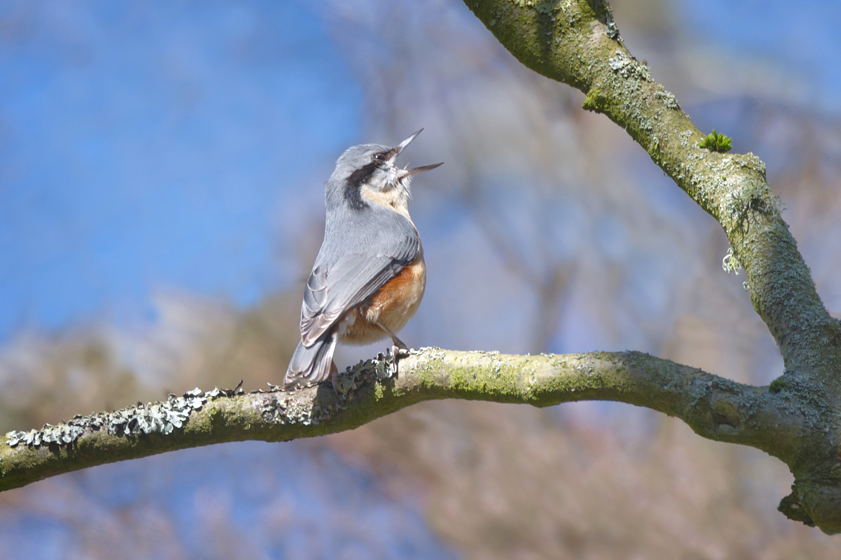 Nuthatch Singing
