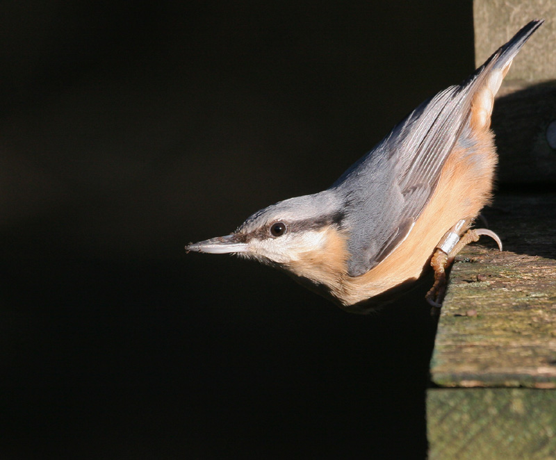 Nuthatch