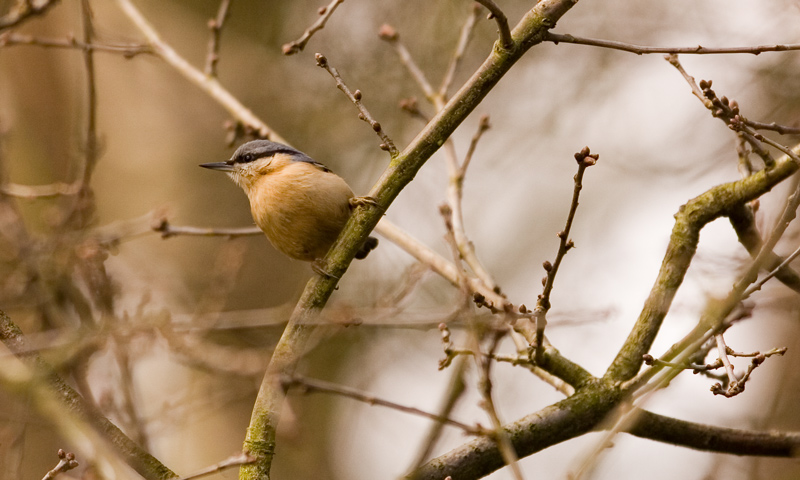 Nuthatch