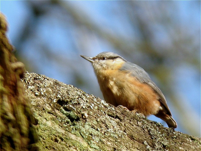 Nuthatch