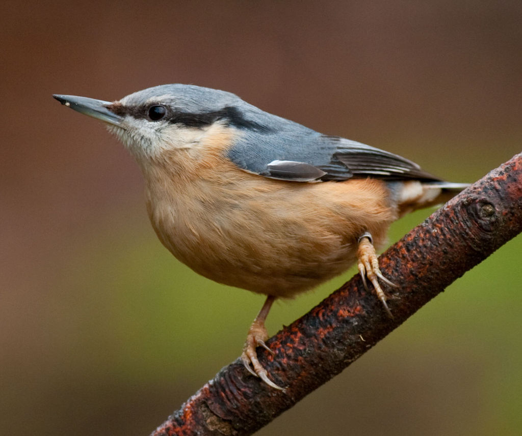 Nuthatch