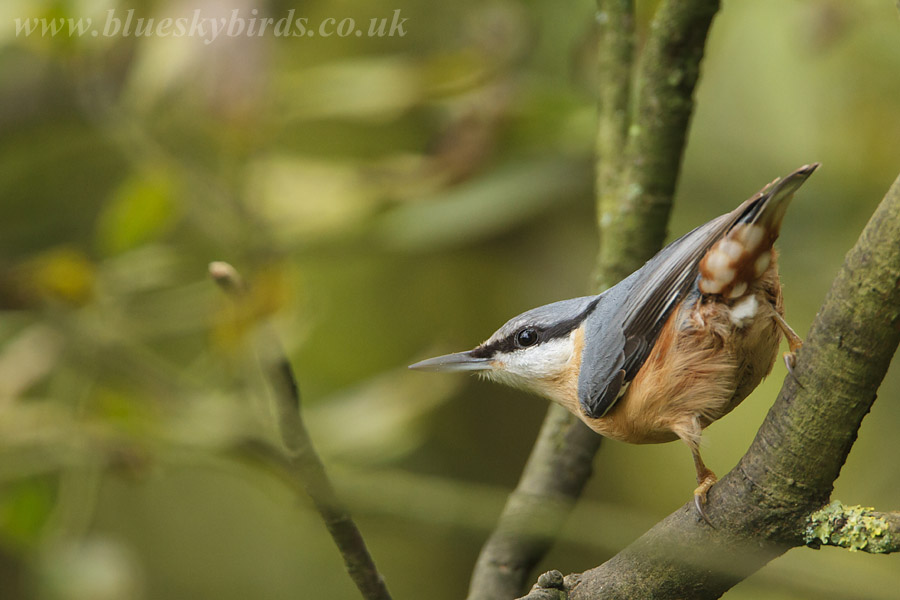 nuthatch