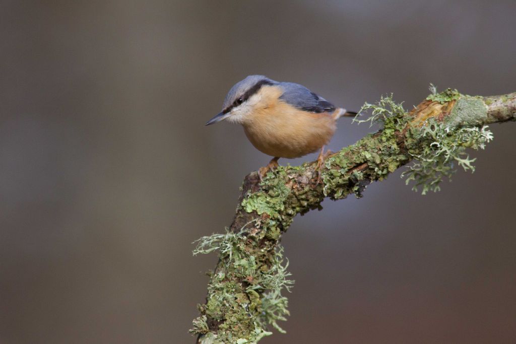 Nuthatch.