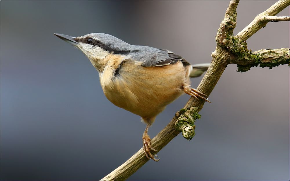 Nuthatch