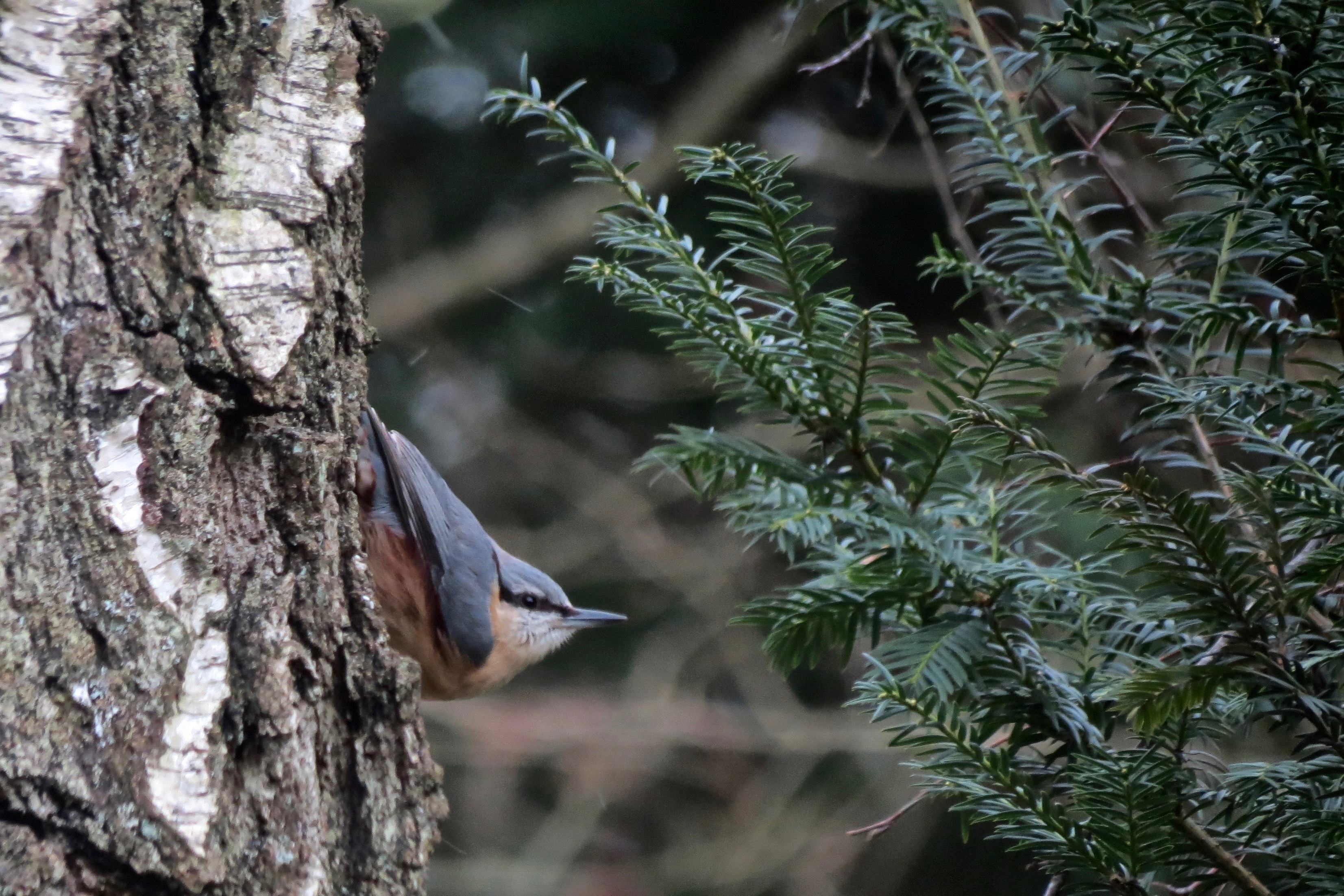 Nuthatch