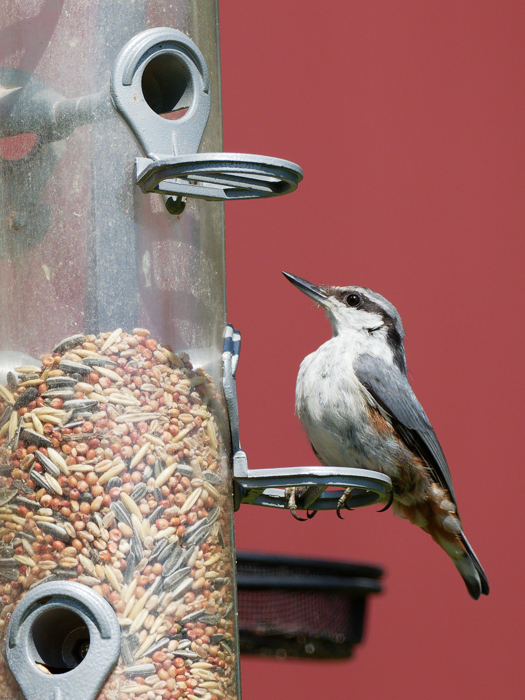 Nuthatch