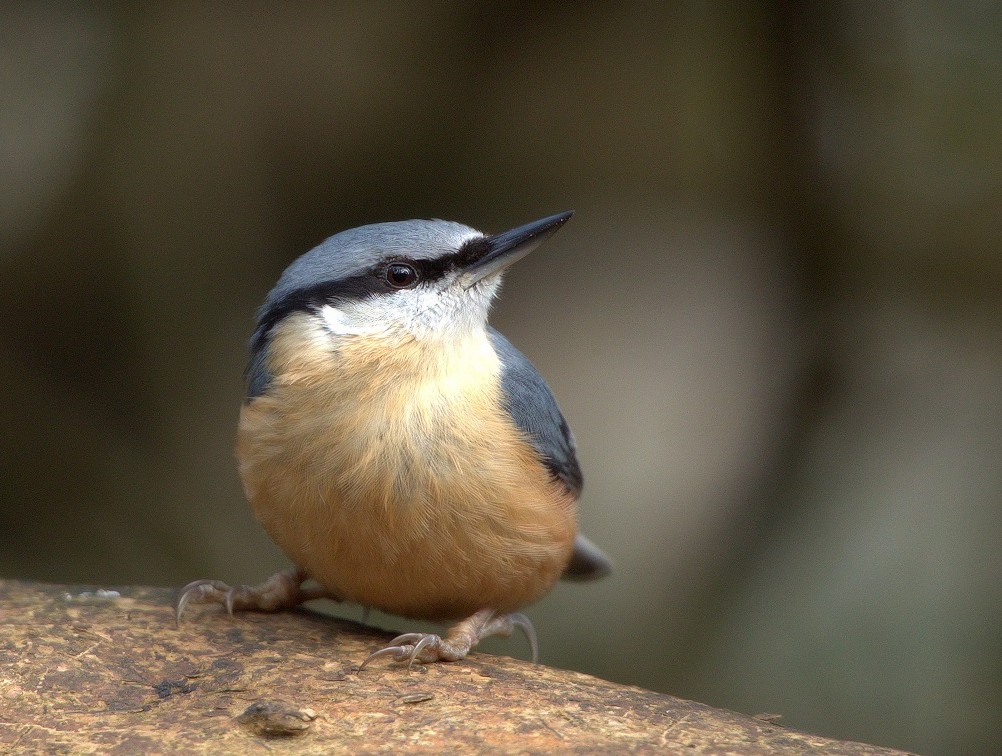 Nuthatch